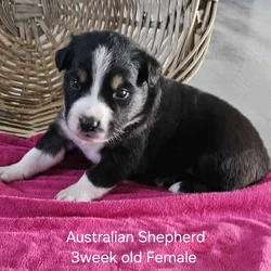 Aussie