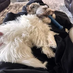 Full Blooded One Year Old Female Havanese