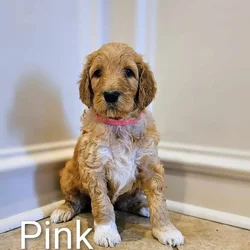 Goldendoodle Puppies