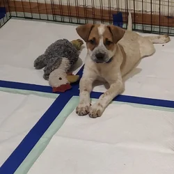 red heeler