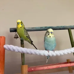 2 male English budgies