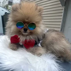 Pomeranians For Sale