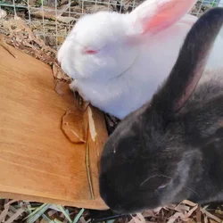 Baby Bunnies / Rabbits for Sale