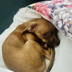 Chihuahua- Daschound 4 months