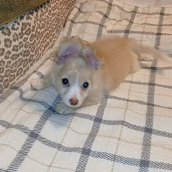 Pomeranian maltese puppy