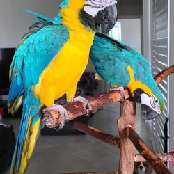 Mated Blue and Gold Macaws