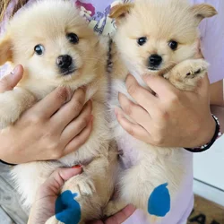Pomeranian