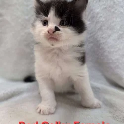 Maine Coon Kittens