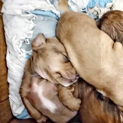 Miniature dachshunds for sale