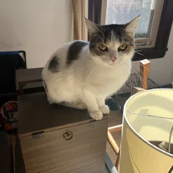 Shorthair white and tabby