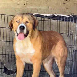 Central Shepherd cross 8 months old