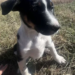 Ranch Pup-Girl 1