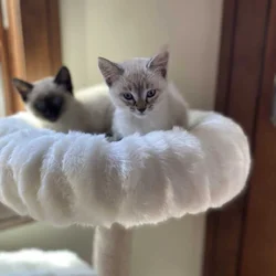 Adorable Pointed Kittens