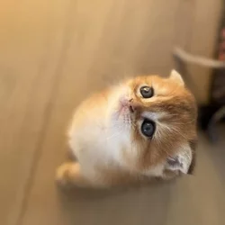 Scottish fold