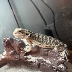 Bearded dragon