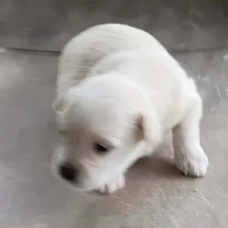 Beautiful Shihpoo