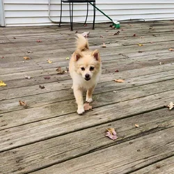 POMERANIAN