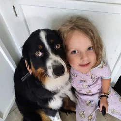 Akc Registered Australian Shepherd price negotiabl