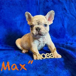 Male Frenchie Puppy * Ukraine Lineage* - Max