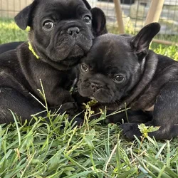 AKC Registered French Bulldogs