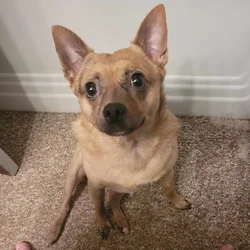 MEET SCOUT!