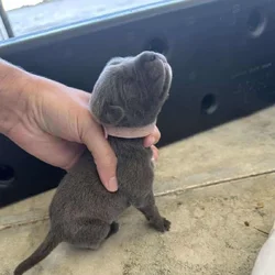 Cane Corso Mix