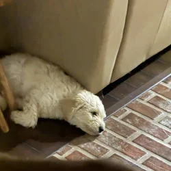 Golden doodle puppy