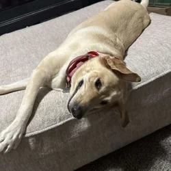 Yellow Lab