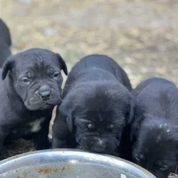 Cane corso puppies