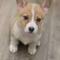 Pembroke Welsh Corgi