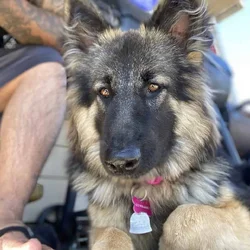 German Shepherd Puppies 4 sale SOON