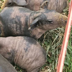 Skinny pig pups