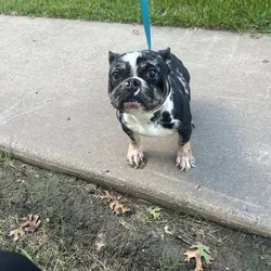 Micro Bully