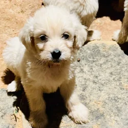 F1 Goldendoodle Puppies