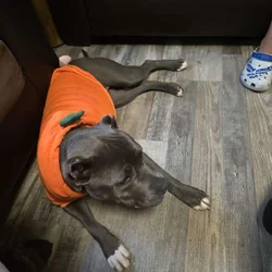 Mavis needs a new home