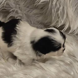 Fluffy Jordy 6 week old Shih Tzu