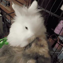White colored lionhead rabbit