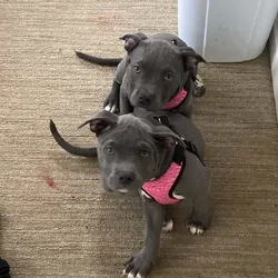 Xl bully female