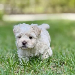 Shichi Puppy