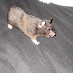 Hamster