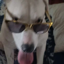 Dogo arengento