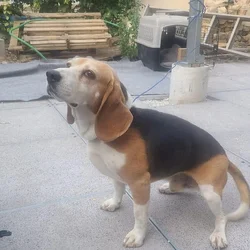 Rehome Sweet Beagle (purebread male intact)