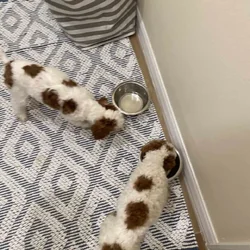 Mini Golden Doodle Puppies for Sale