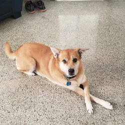 12 year old female, sweet dog