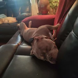 Needs a loving home