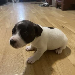 Jack Russell pupies