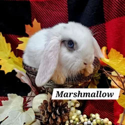 Adorable mini holland lops