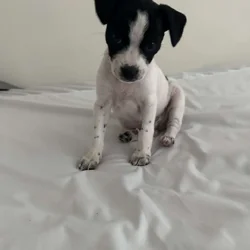 Rehoming mighty