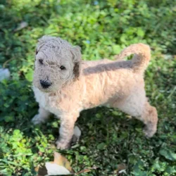 Labradoodle F1b puppies