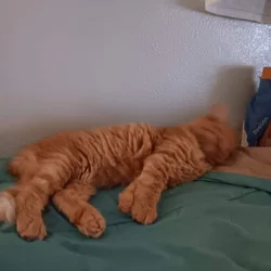 FREE CAT